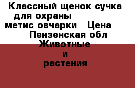 Классный щенок-сучка для охраны!!!!!!!!!!!!! метис овчарки › Цена ­ 50 - Пензенская обл. Животные и растения » Собаки   